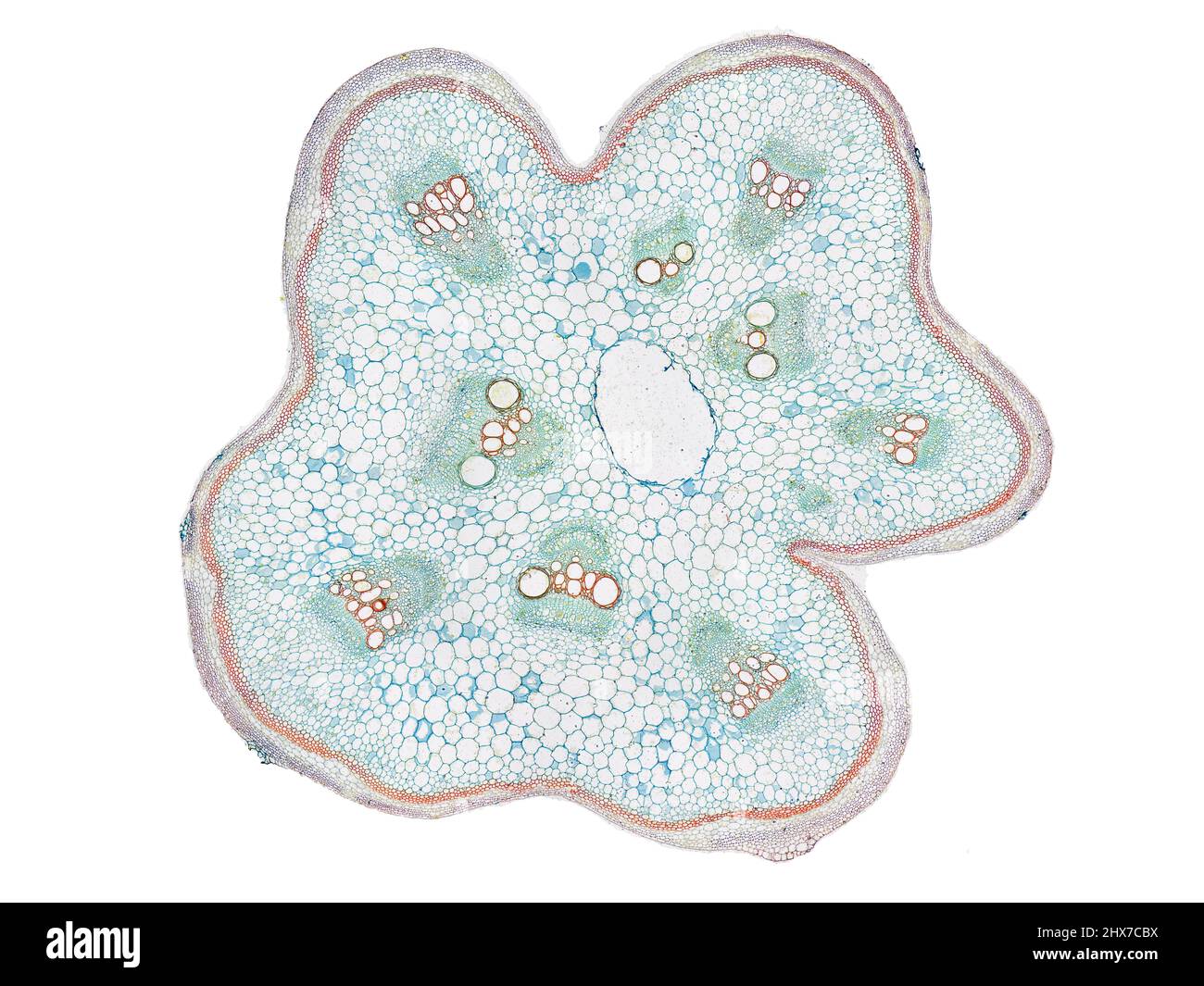 Mikroskopischer Querschnitt pflanzlicher Stammzellen, botanisches Bildungsbild mit detaillierter Zellstruktur und hochauflösender mikroskopischer Ansicht Stockfoto