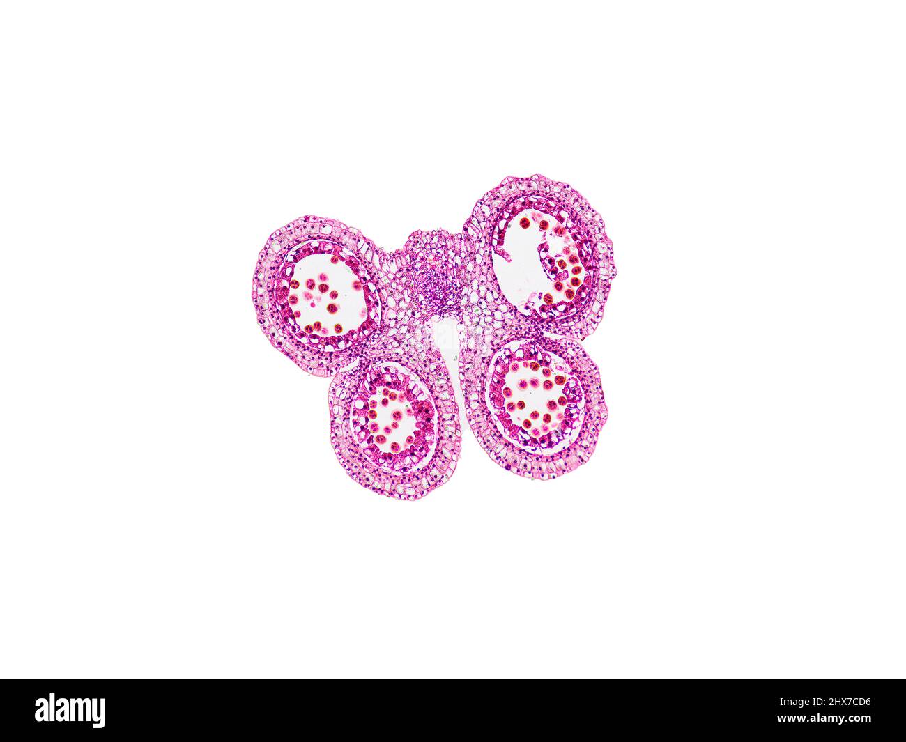 Mikroskopischer Querschnitt pflanzlicher Stammzellen, botanisches Bildungsbild mit detaillierter Zellstruktur und hochauflösender mikroskopischer Ansicht Stockfoto