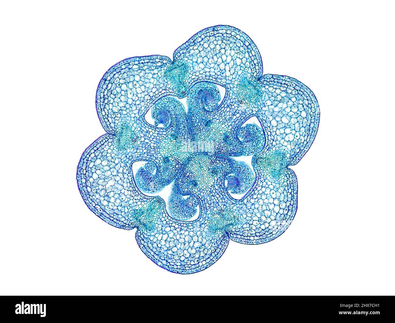 Mikroskopischer Querschnitt pflanzlicher Stammzellen, botanisches Bildungsbild mit detaillierter Zellstruktur und hochauflösender mikroskopischer Ansicht Stockfoto