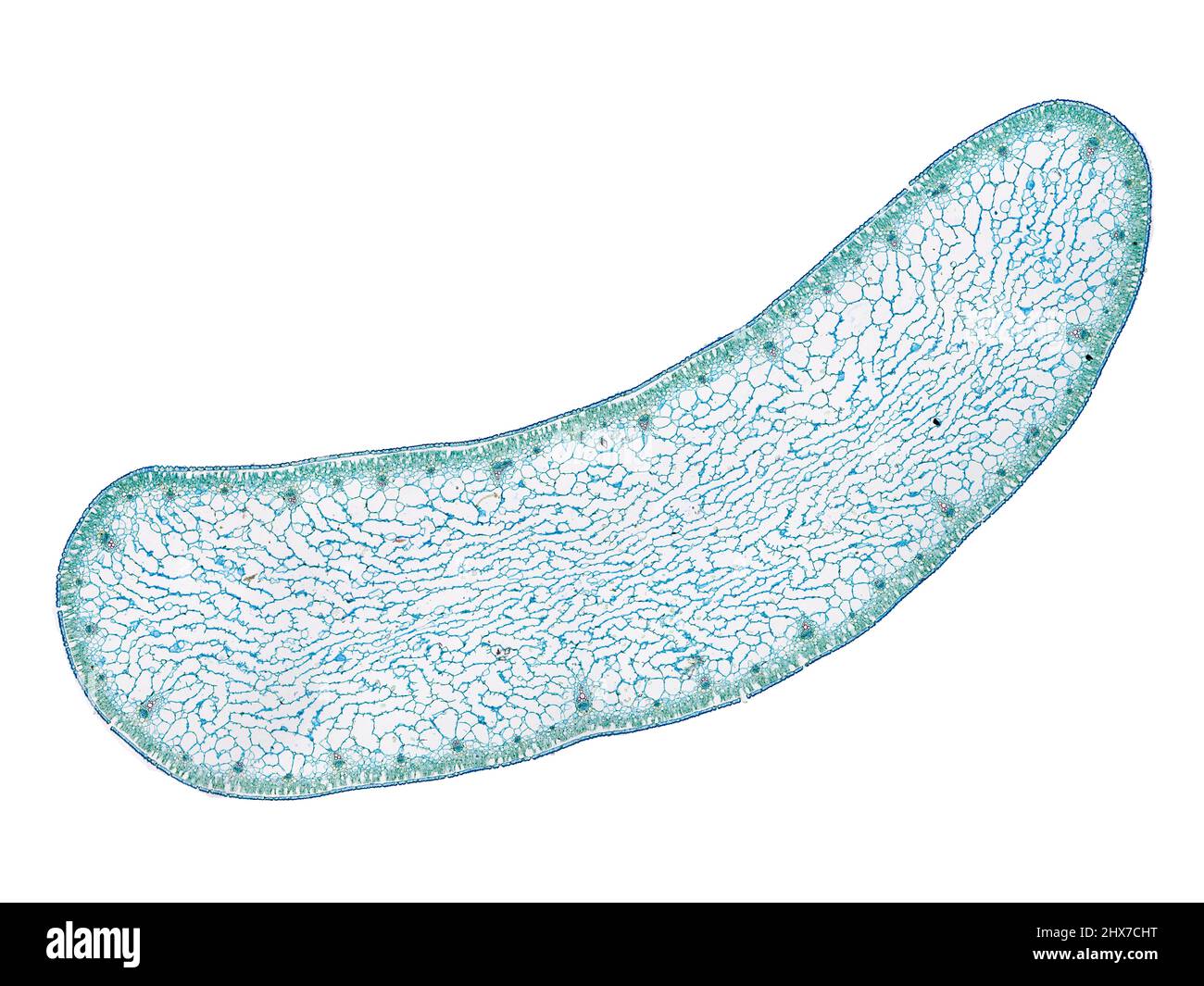 Mikroskopischer Querschnitt pflanzlicher Stammzellen, botanisches Bildungsbild mit detaillierter Zellstruktur und hochauflösender mikroskopischer Ansicht Stockfoto