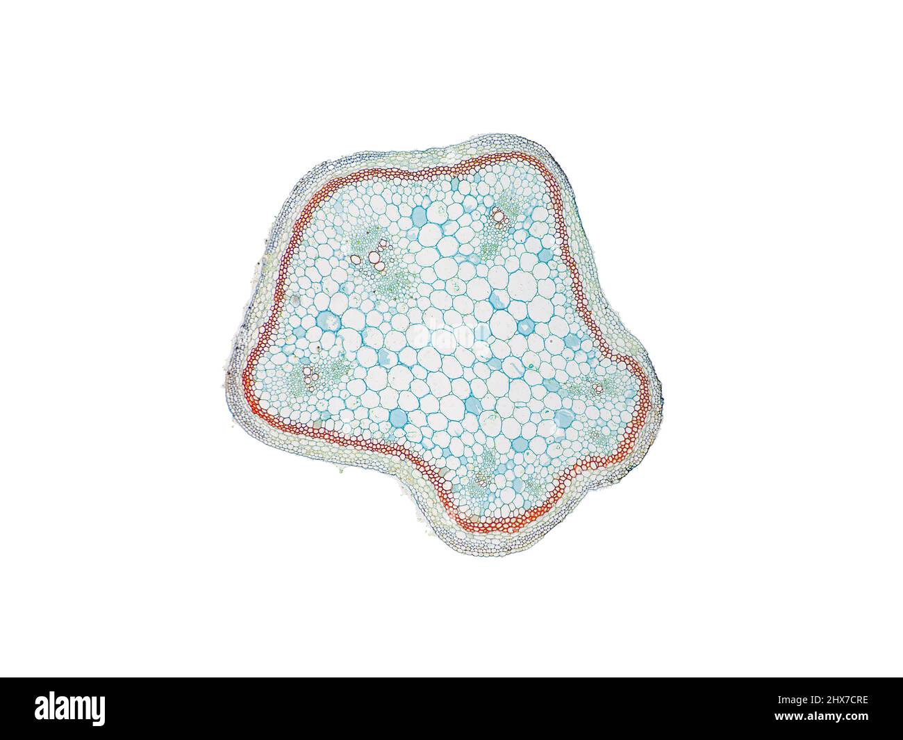 Mikroskopischer Querschnitt pflanzlicher Stammzellen, botanisches Bildungsbild mit detaillierter Zellstruktur und hochauflösender mikroskopischer Ansicht Stockfoto