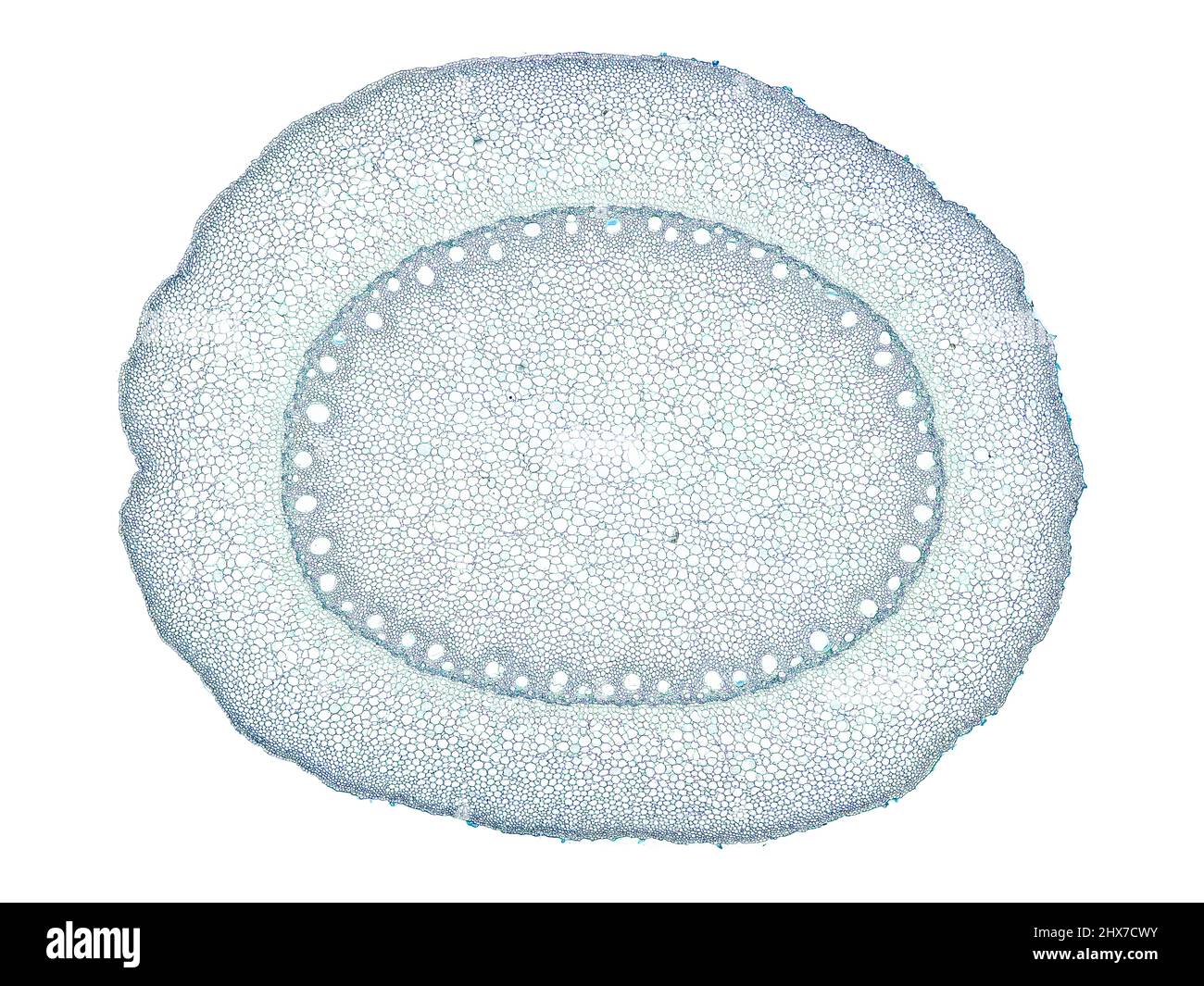Mikroskopischer Querschnitt pflanzlicher Stammzellen, botanisches Bildungsbild mit detaillierter Zellstruktur und hochauflösender mikroskopischer Ansicht Stockfoto