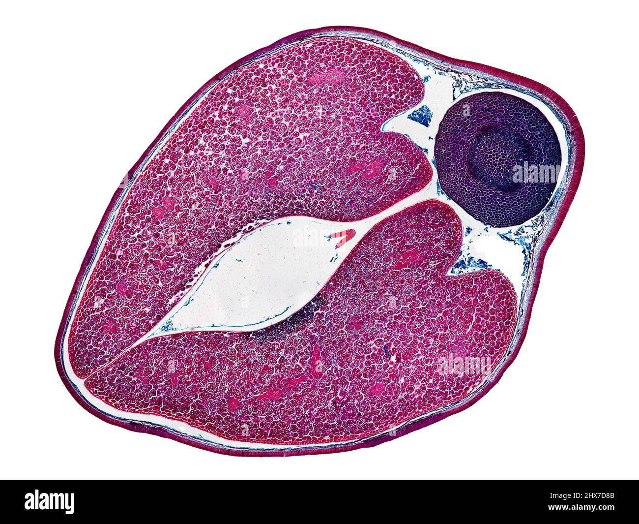 Mikroskopischer Querschnitt pflanzlicher Stammzellen, botanisches Bildungsbild mit detaillierter Zellstruktur und hochauflösender mikroskopischer Ansicht Stockfoto