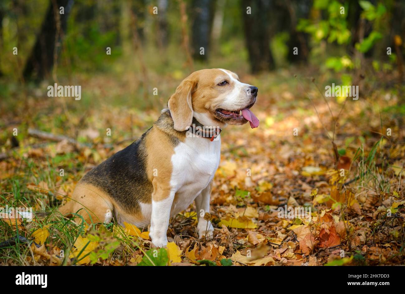 Beagle Hund auf einem Spaziergang im Herbst Park Stockfoto