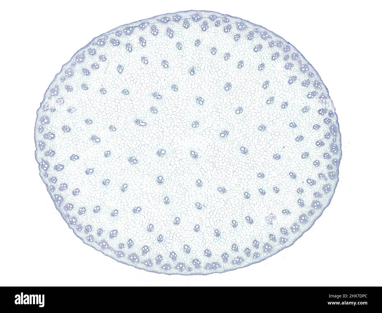 Mikroskopischer Querschnitt pflanzlicher Stammzellen, botanisches Bildungsbild mit detaillierter Zellstruktur und hochauflösender mikroskopischer Ansicht Stockfoto