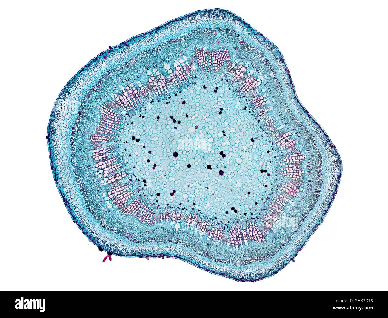Mikroskopischer Querschnitt pflanzlicher Stammzellen, botanisches Bildungsbild mit detaillierter Zellstruktur und hochauflösender mikroskopischer Ansicht Stockfoto