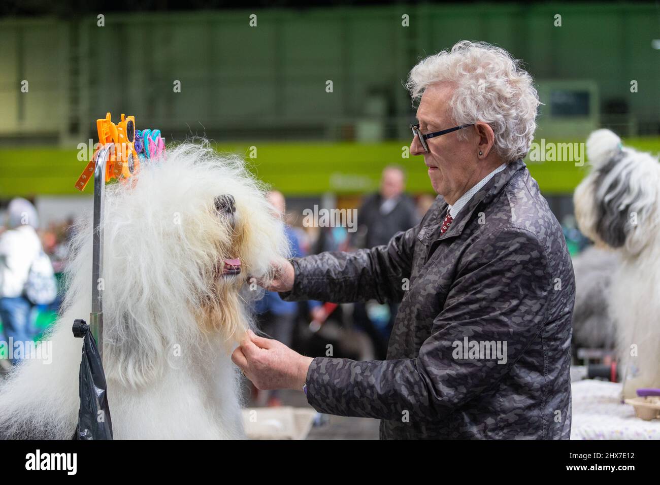 Birmingham, Großbritannien. 10. März 2022. Ein alter englischer Schäferhund bekommt eine Last-Minute-Nachpolege vor seinem Moment of Glory bei Crufts 2022. Kredit: Peter Lopeman/Alamy Live Nachrichten Stockfoto