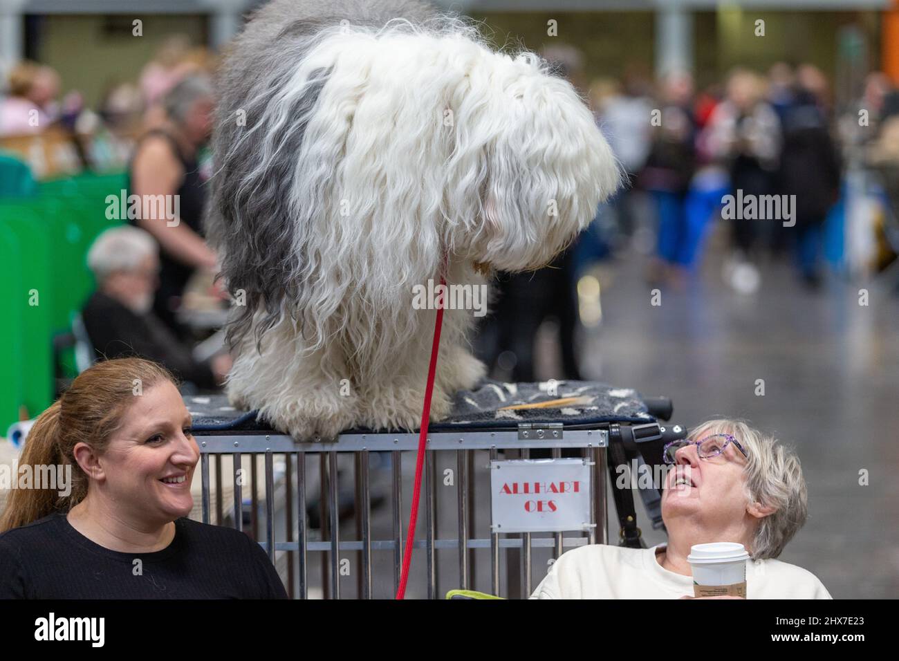 Birmingham, Großbritannien. 10. März 2022. Ein alter englischer Schäferhund wartet geduldig auf seinen Moment des Ruhms bei Crufts 2022. Kredit: Peter Lopeman/Alamy Live Nachrichten Stockfoto