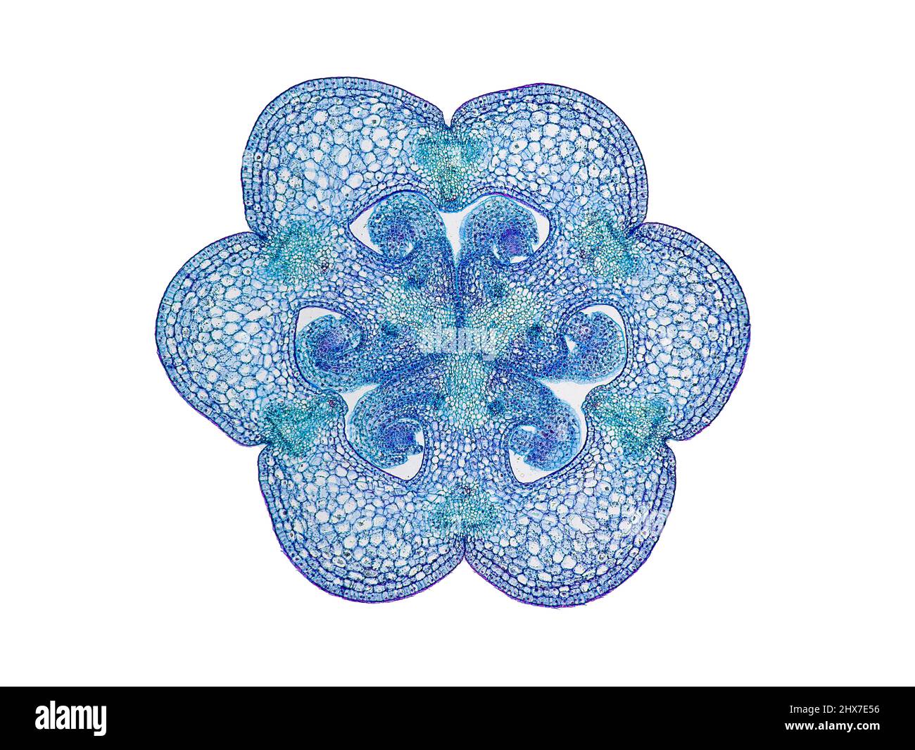 Mikroskopischer Querschnitt pflanzlicher Stammzellen, botanisches Bildungsbild mit detaillierter Zellstruktur und hochauflösender mikroskopischer Ansicht Stockfoto