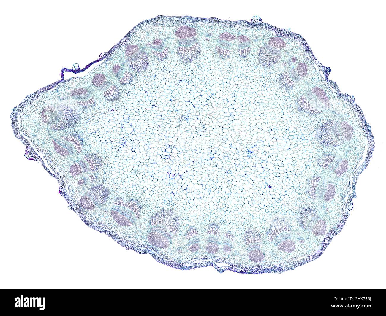 Mikroskopischer Querschnitt pflanzlicher Stammzellen, botanisches Bildungsbild mit detaillierter Zellstruktur und hochauflösender mikroskopischer Ansicht Stockfoto