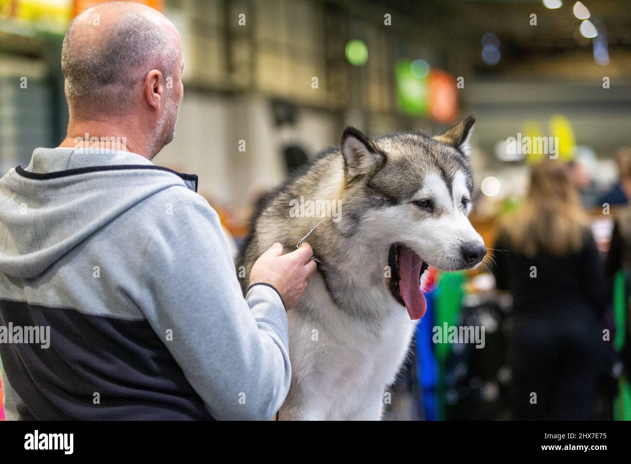 Birmingham, Großbritannien. 10. März 2022. Ein Hund gähnt, als er geduldig auf seinen Moment des Ruhms auf der Crufts 2022 wartet. Kredit: Peter Lopeman/Alamy Live Nachrichten Stockfoto