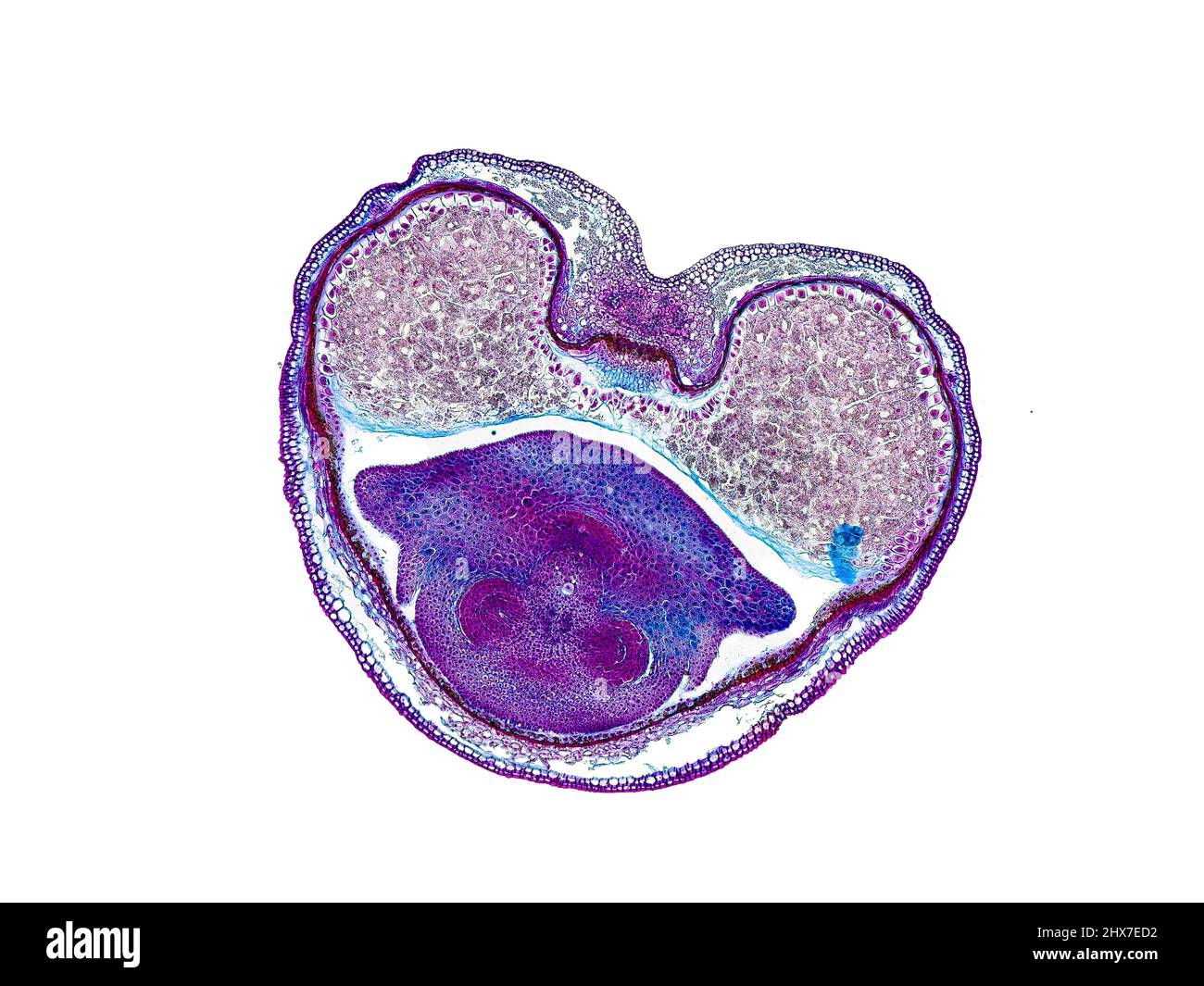 Mikroskopischer Querschnitt pflanzlicher Stammzellen, botanisches Bildungsbild mit detaillierter Zellstruktur und hochauflösender mikroskopischer Ansicht Stockfoto