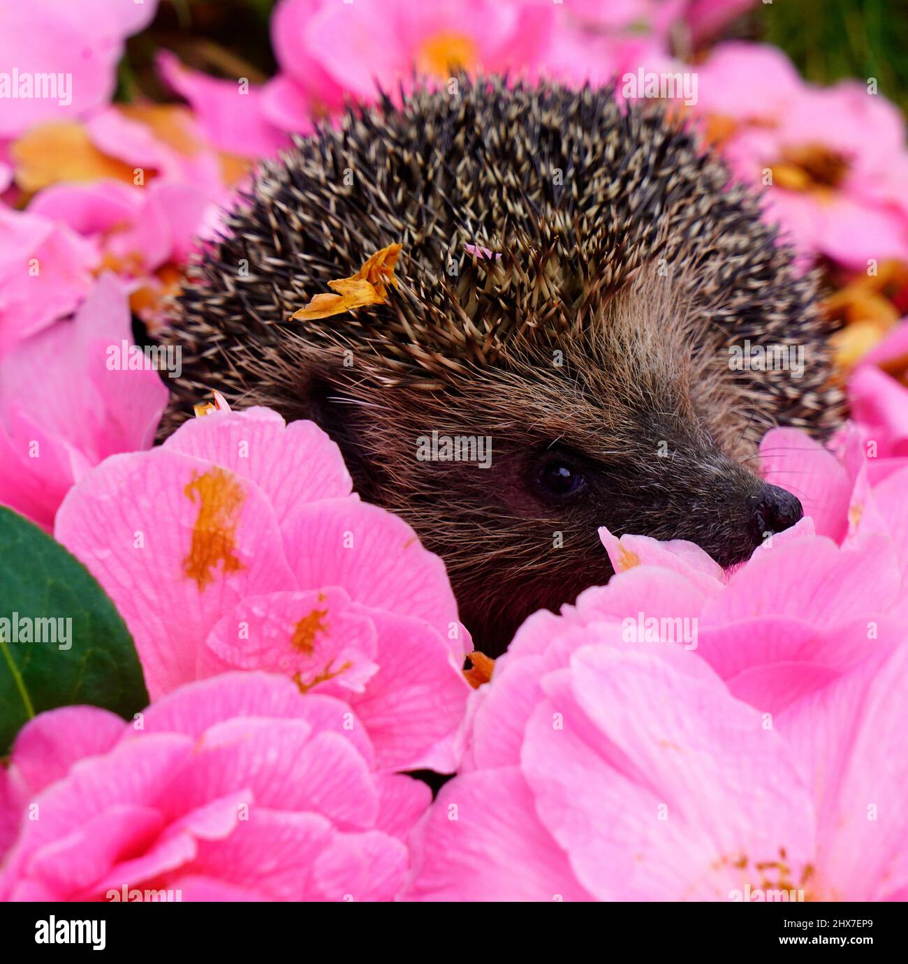 Gartenbesucher in Großbritannien, unser eigener wunderschöner kleiner Igel, können bis zu 2 Meilen pro Nacht fahren Stockfoto