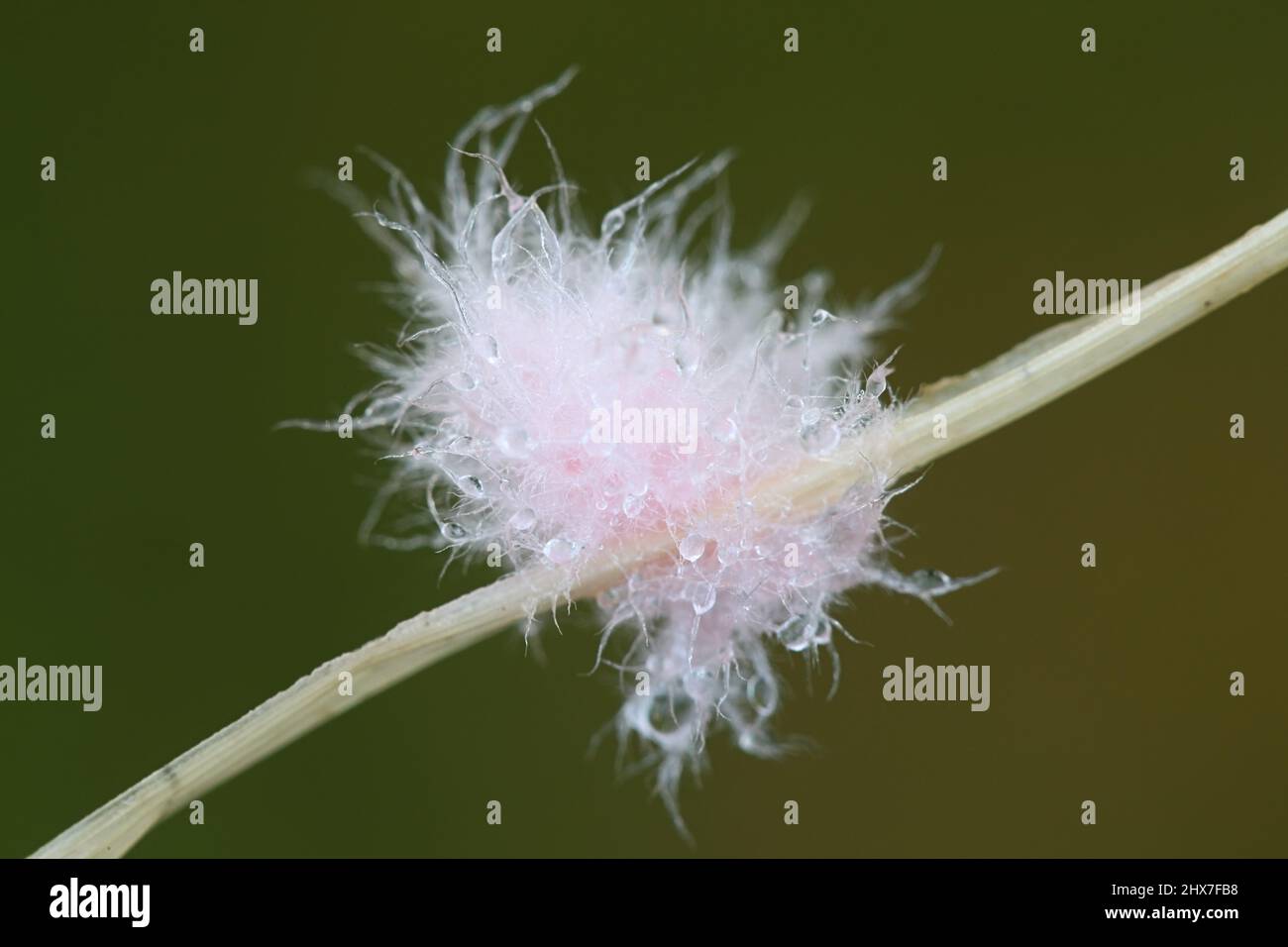 Laetisaria fuciformis, bekannt als Rote Fadenkrankheit, ein Pflanzenerreger, der Rasenflächen infiziert, hier im kleinen, rosa, wollwollartigen Myzel-Stadium Stockfoto