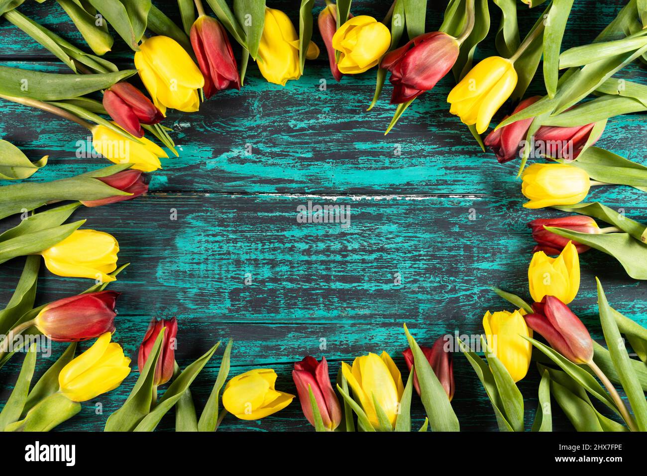 Ein Rahmen aus Frühlingsblumen aus Tulpen auf einem Hintergrund eines schäbigen blauen Brettes. Ein toller Hintergrund für Ihr Design.Horizontales Foto. Stockfoto