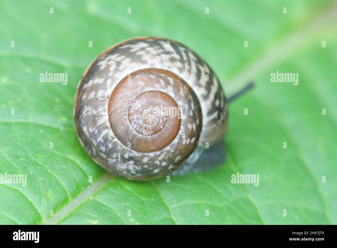 Schneckenschale mit logarithmischer Spirale, auch als äquianguläre Spirale oder Wachstumsspirale bekannt Stockfoto