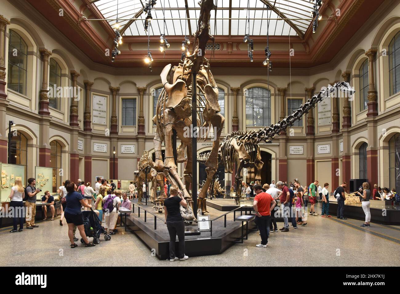 Dinosaurierhalle, Dinosaurierskelette im Museum für Naturkunde in Berlin ausgestellt. Stockfoto