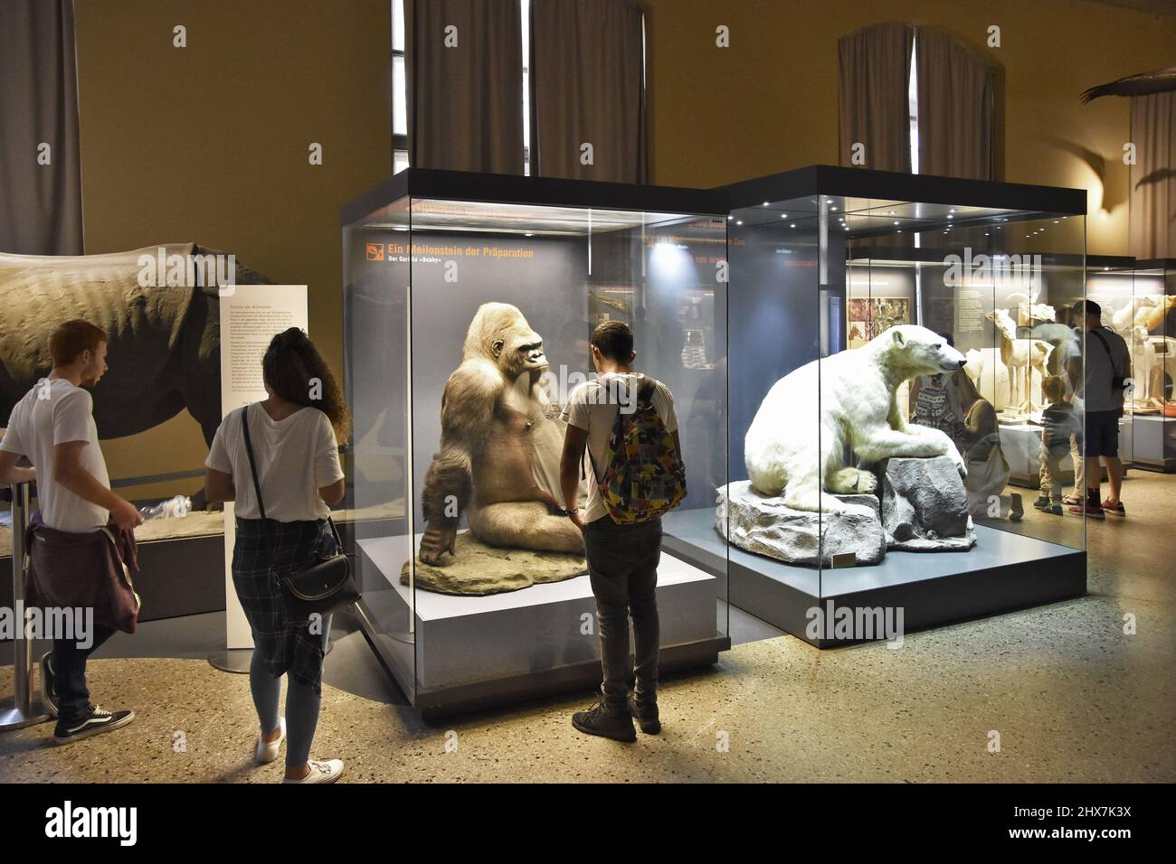 Glasvitrinen mit Tieren werden im Museum für Naturkunde in Berlin ausgestellt. Stockfoto