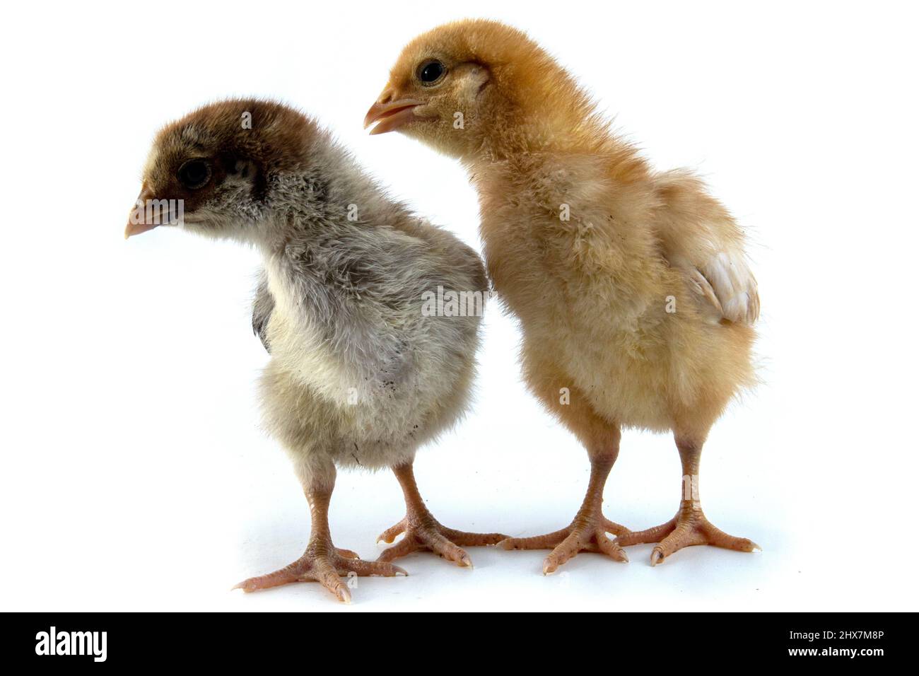 Kleines Huhn isoliert auf weiß Stockfoto