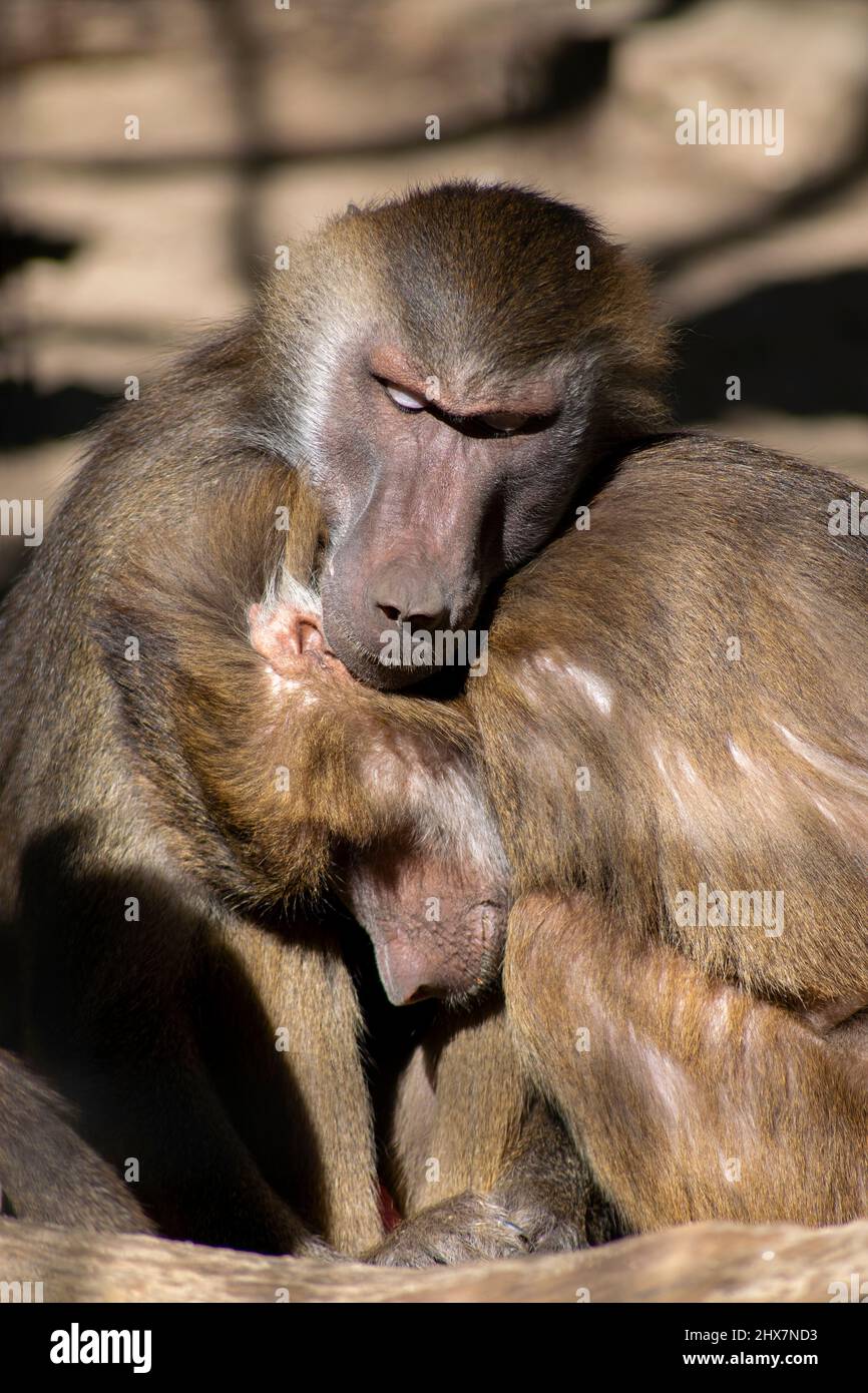 Zwei Affen umarmen sich und sitzen zusammen Stockfoto