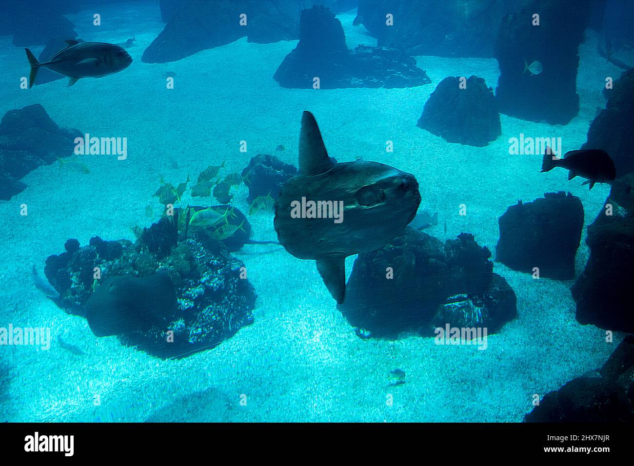 Mondfisch-Knochenfisch, im Aquarium des Lisbon Oceanarium. Größtes europäisches Indoor-Aquarium. Stockfoto