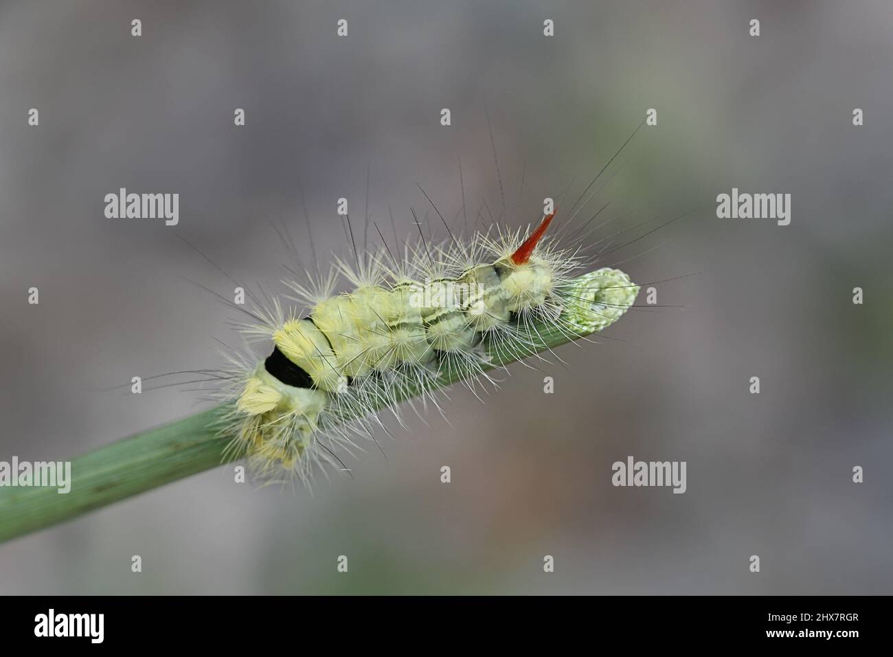 Pale tussock Motte Calliteara pudibunda Raupe, Stockfoto