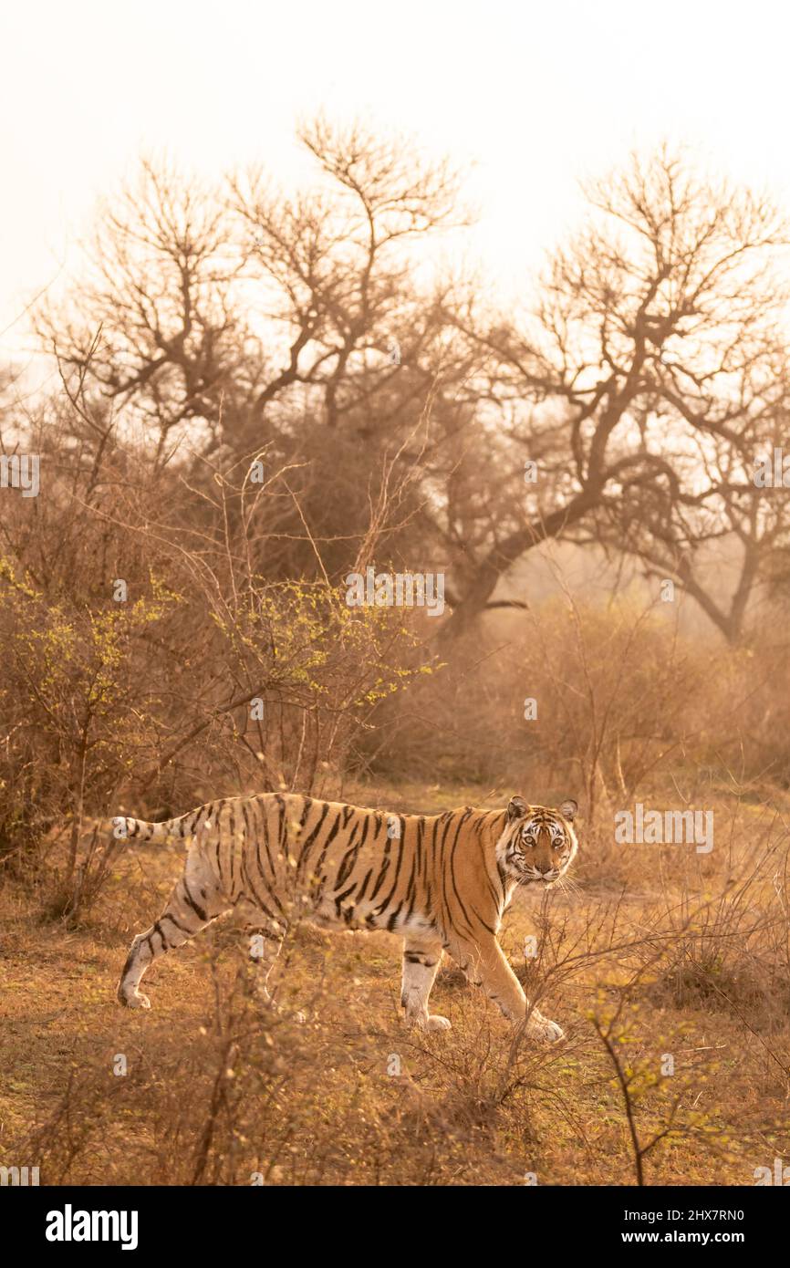 Wilde bengalische weibliche Tiger mit Pony oder gebrochenem Schwanz auf Prowl im Winter Morgenlicht in Outdoor Wildlife Safari im sariska Nationalpark Tiger Reserve Stockfoto