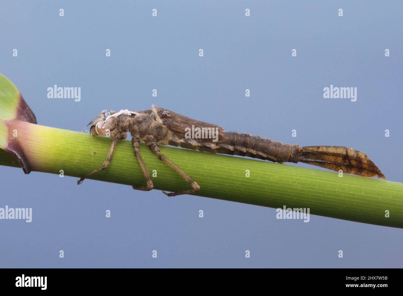 Exosceleton einer gewöhnlichen blauen Damselfliege, Enallagma cyathigerum Stockfoto