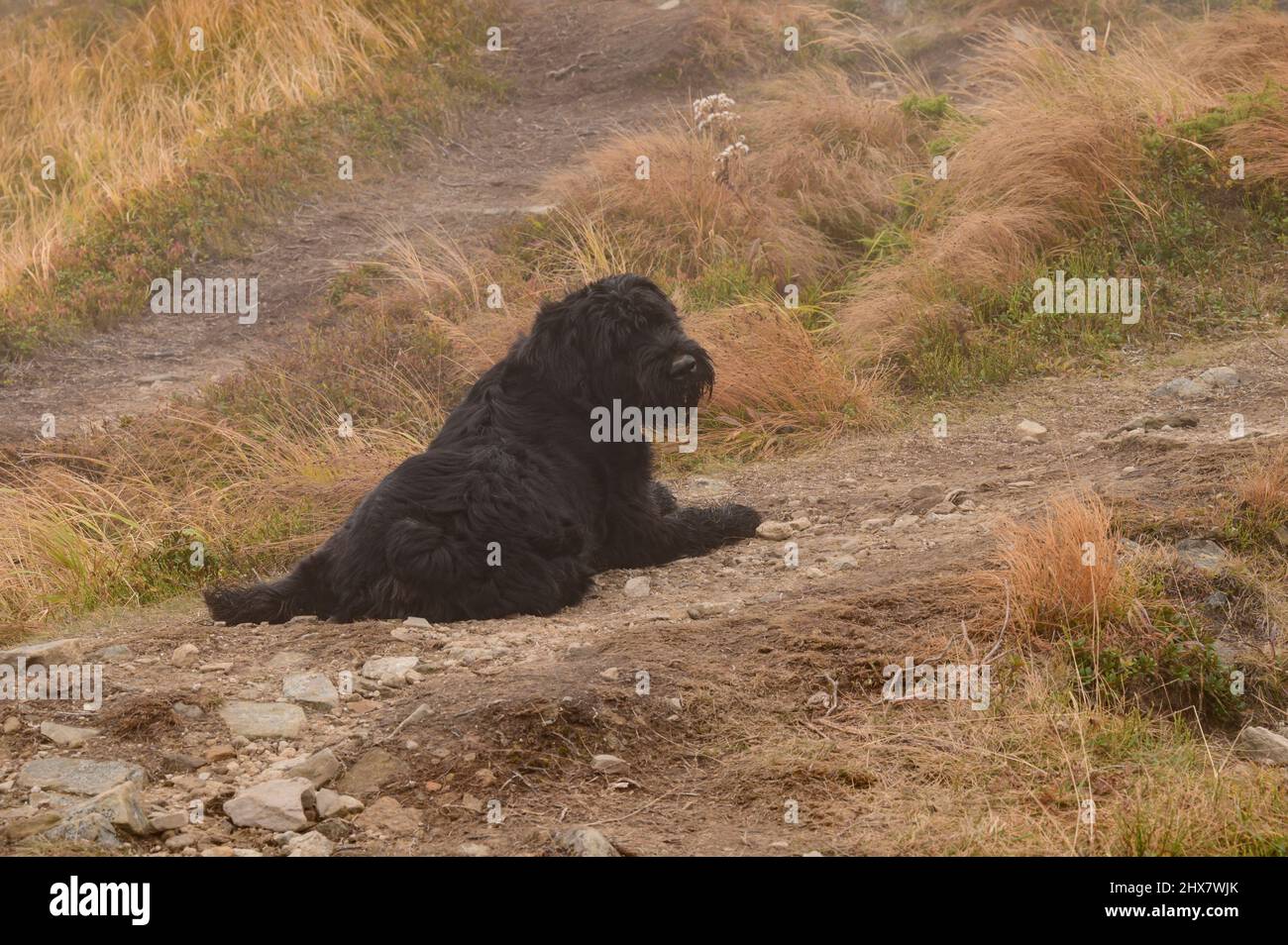 Ein schwarzer Hund liegt auf dem Gras und ruht nach einem Spaziergang. Stockfoto