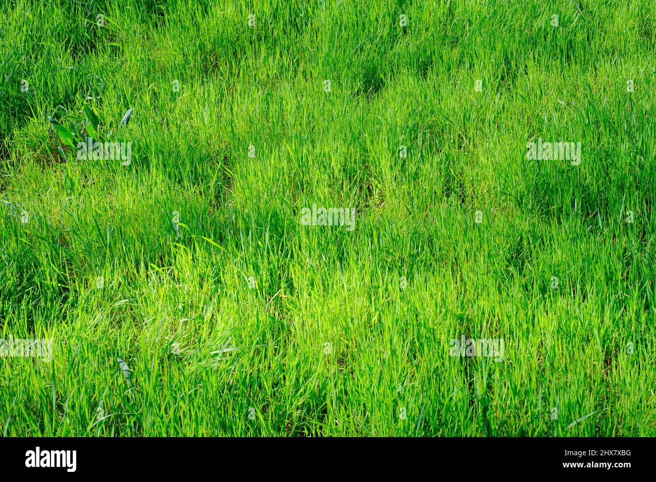 Herbes Verte Stockfoto