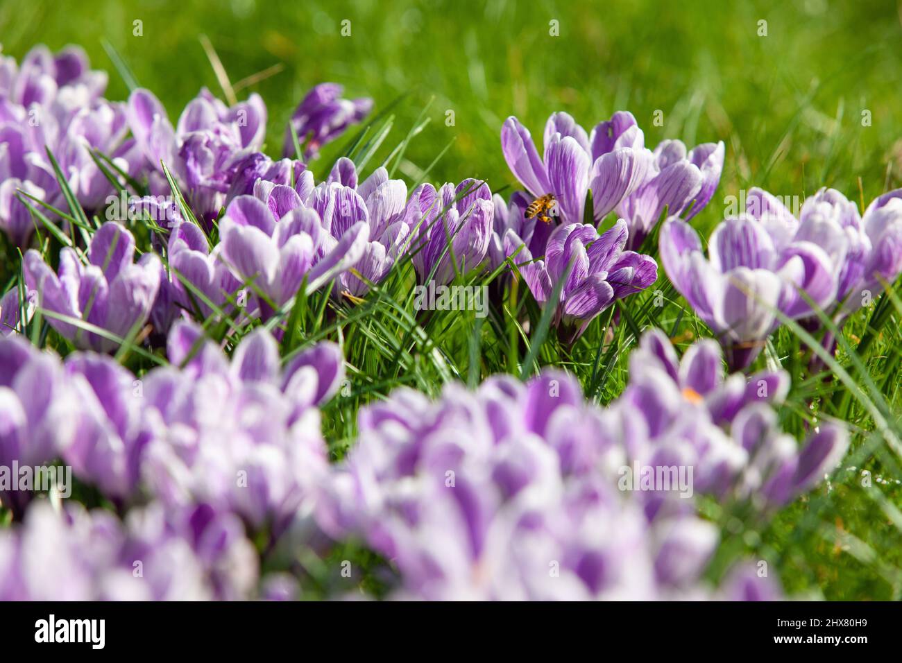 Wetter und Jahreszeiten in Großbritannien, London: Purpurne Krokusse an einem suny-Frühlingsmorgen in Clapham, im Süden Londons, locken Hummeln und andere Bestäuber an. Zehn Tage vor der Frühlings-Tagundnachtstemperaturen erreichten die Temperaturen in London über 16 grad celsius. Anna Watson/Alamy Live News Stockfoto