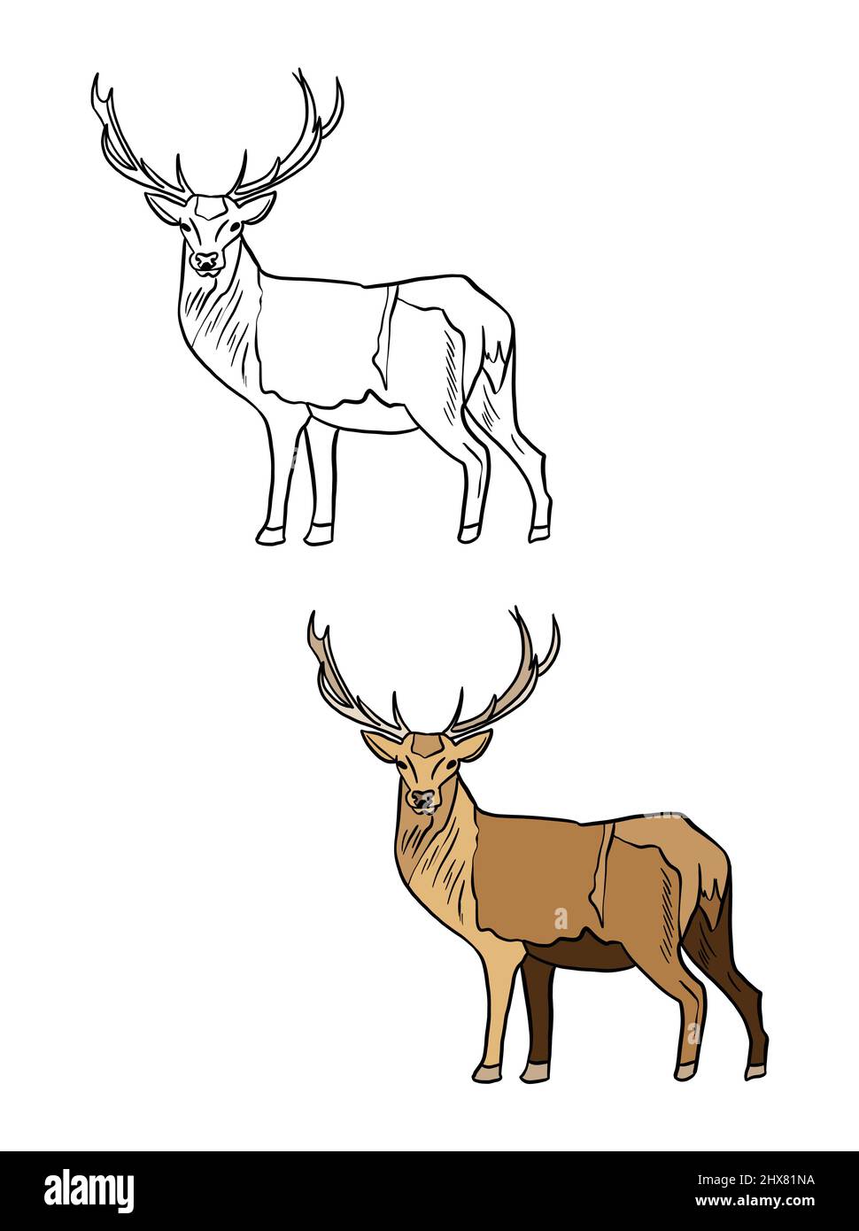 Illustration für ein Malbuch in Farbe und Schwarz-Weiß. Zeichnung eines Hirsches auf einem weißen isolierten Hintergrund. Hochwertige Illustration Stockfoto
