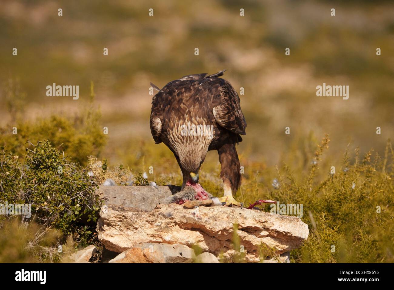 Goldadler füttert Kaninchen. Unbeschnittenes Vollformat-Bild. Stockfoto