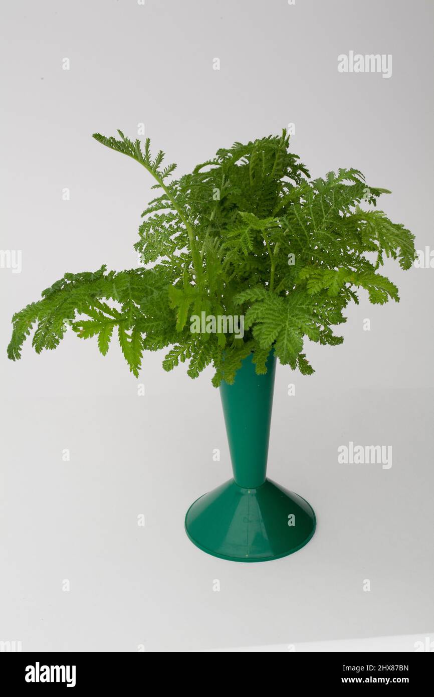 Ein Haufen Tansy Stockfoto