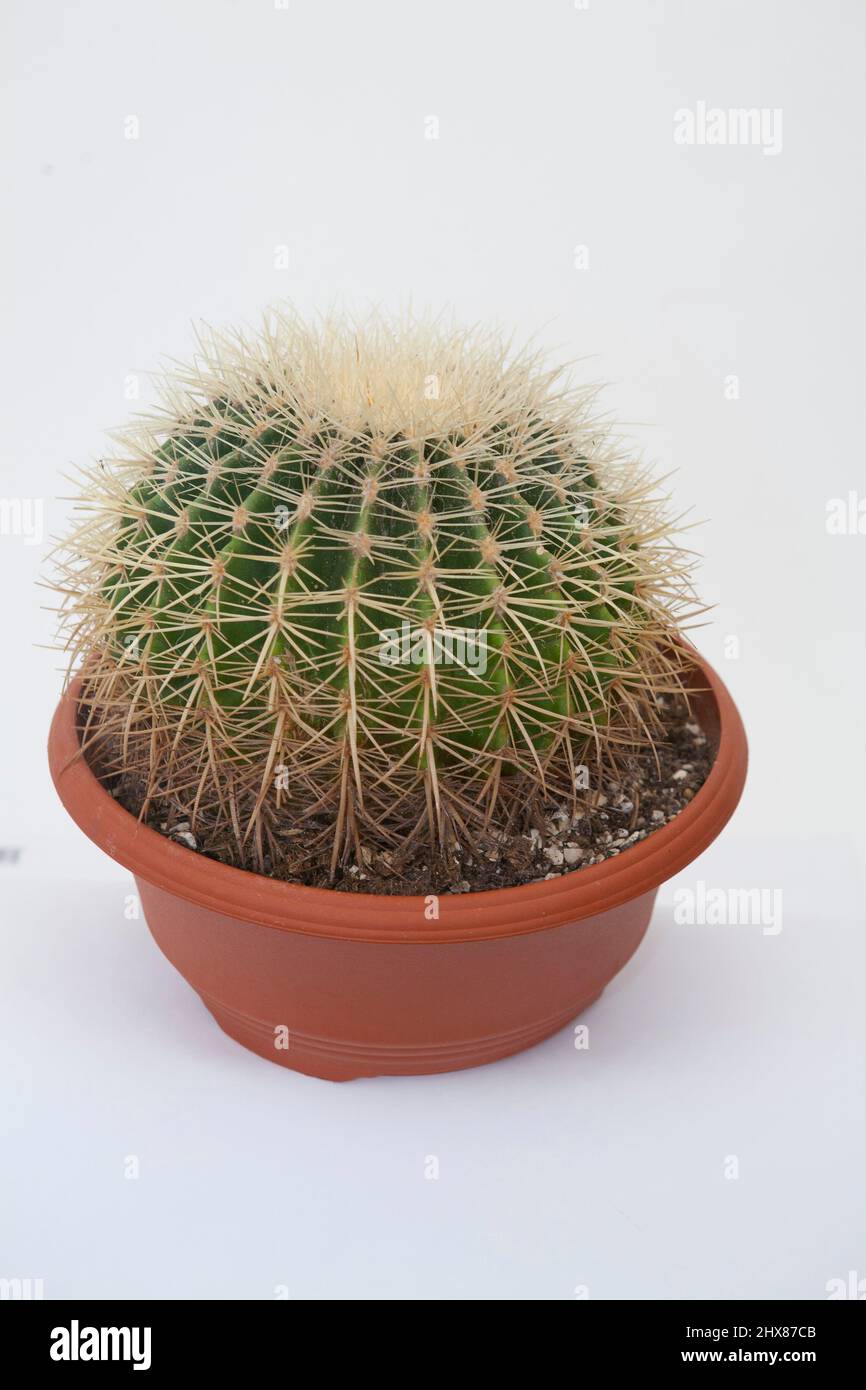 Echinocactus in einem Topf Stockfoto