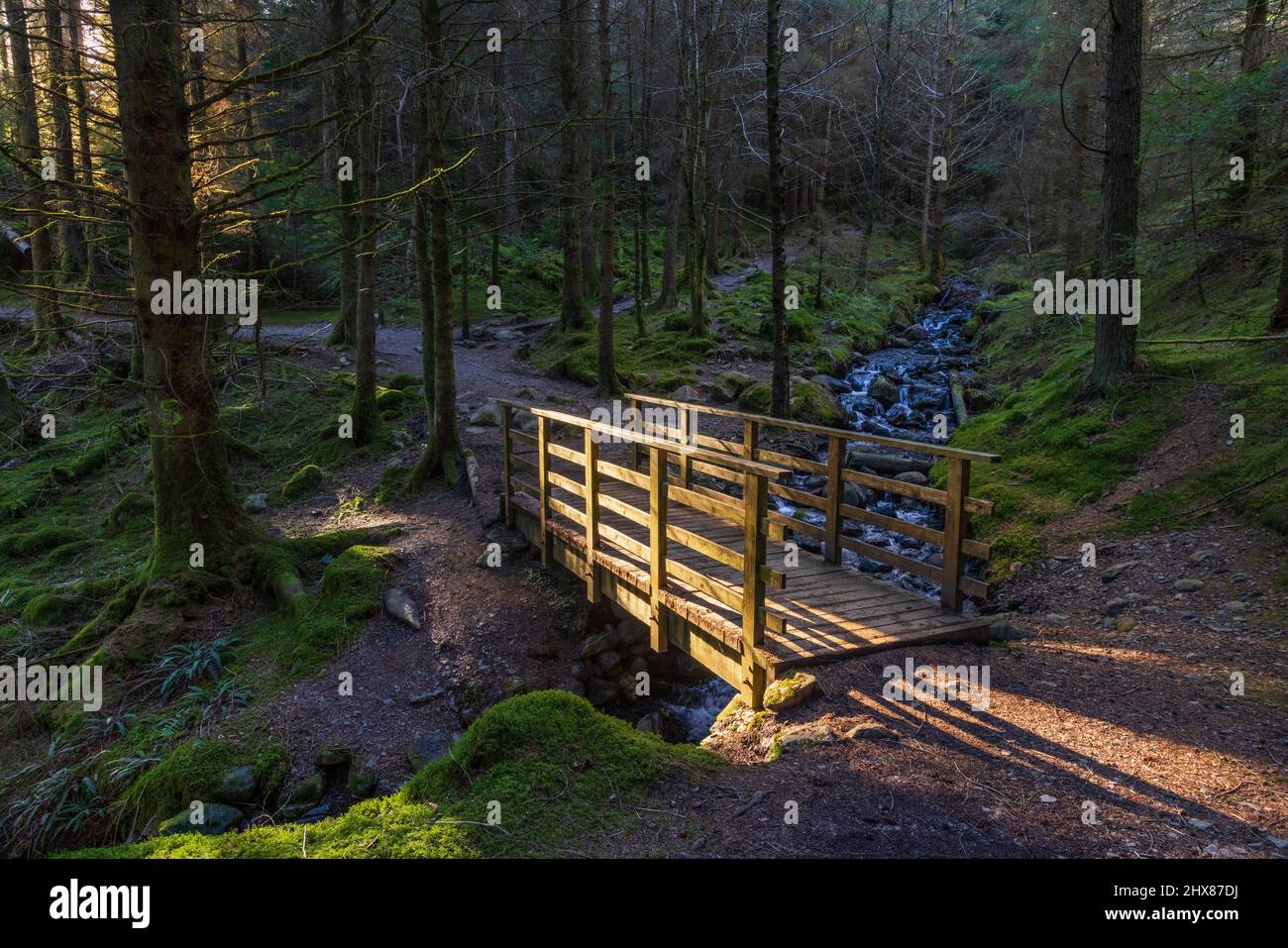 Eine Holzbrücke über einen Steg auf einem Weg durch den Whinlatter Forest, Lake District, England Stockfoto