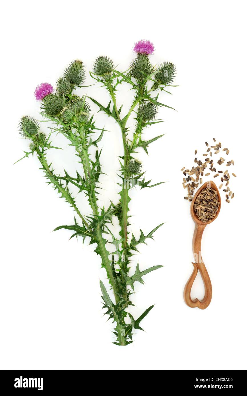 Mariendistel Kräuterpflanze und Samen in Kräuterpflanzenmedizin verwendet, um Leber-und Gallenblasenerkrankungen zu behandeln. Stockfoto