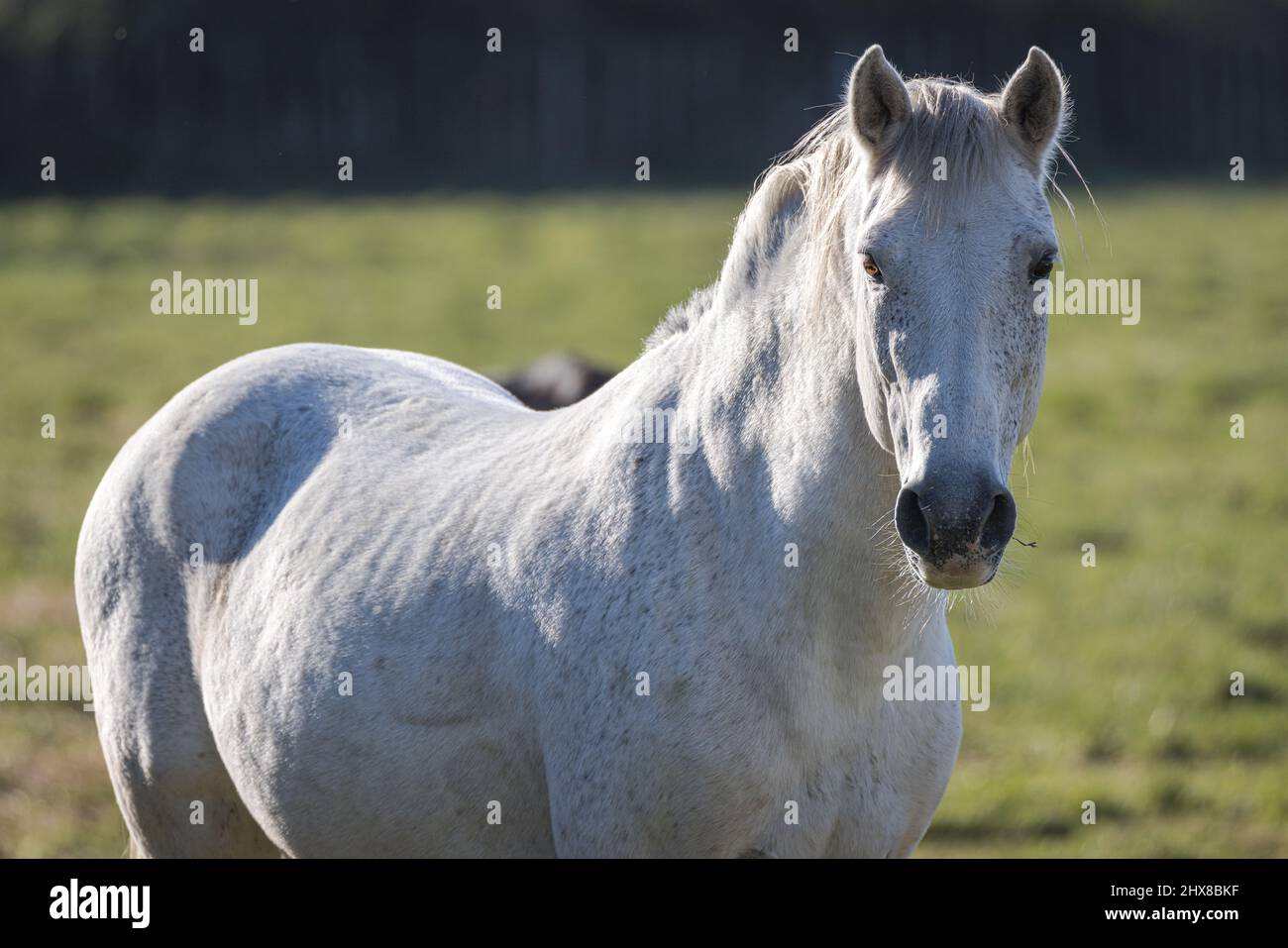 Camargue White Horse (Cavallo del Delta), Camargue, Provence, Frankreich Stockfoto
