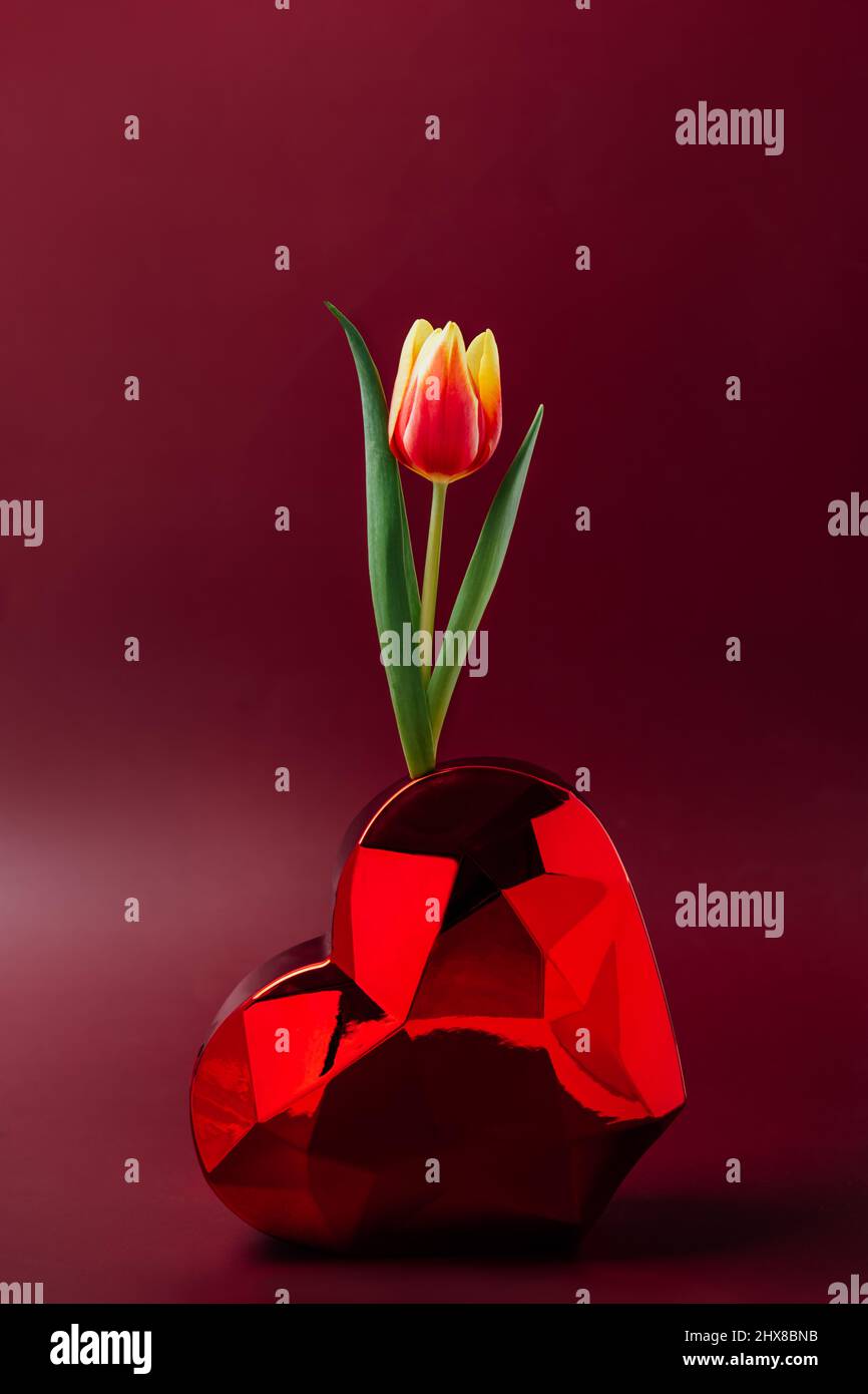 Eine rote und gelbe Tulpe in einer herzförmigen Vase. Rote polygonale herzförmige Vase auf dunkelrotem burgunderem Hintergrund. Valentinstag, Frühling, Frauentag Stockfoto