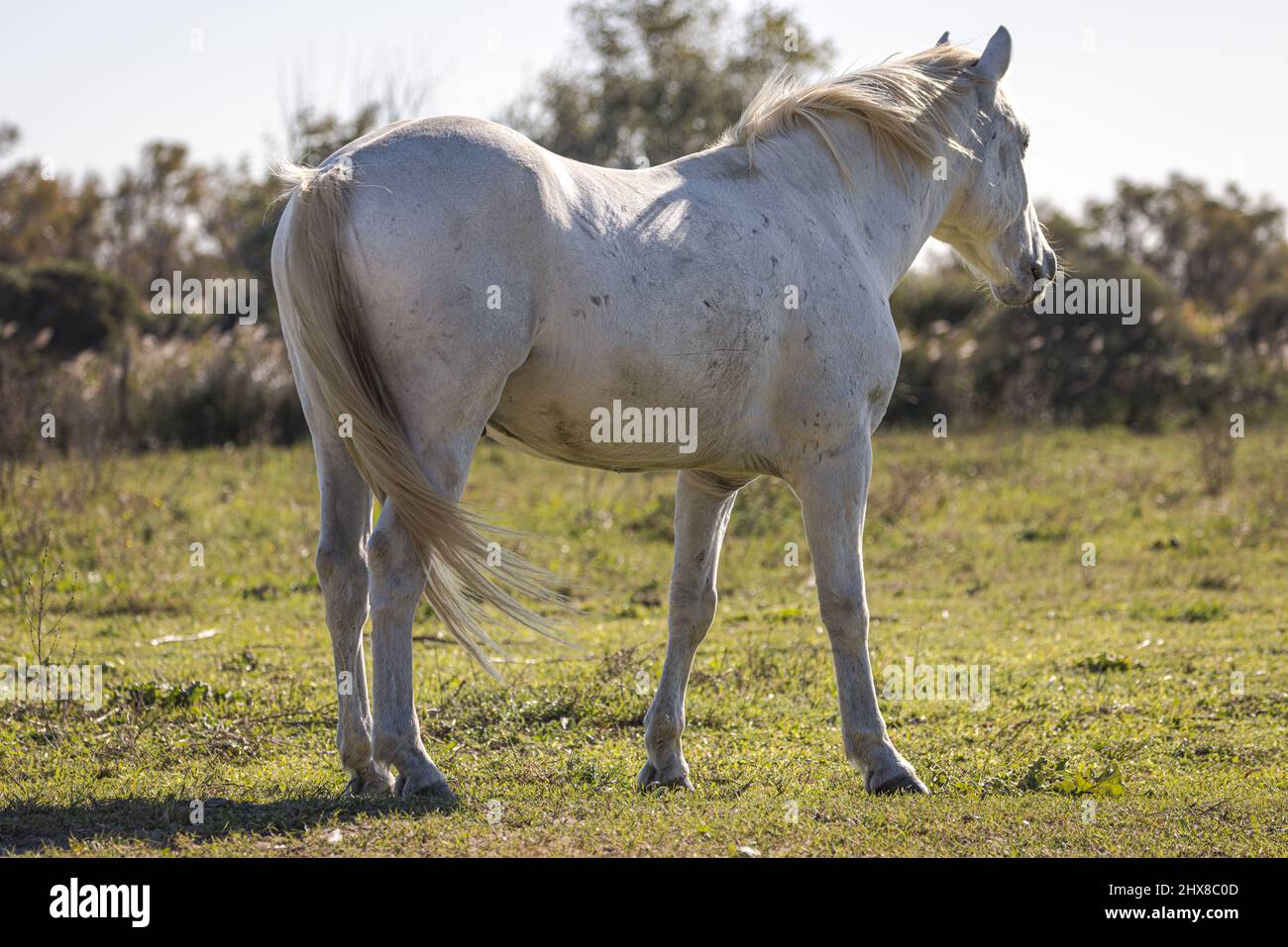 Camargue White Horse (Cavallo del Delta), Camargue, Provence, Frankreich Stockfoto