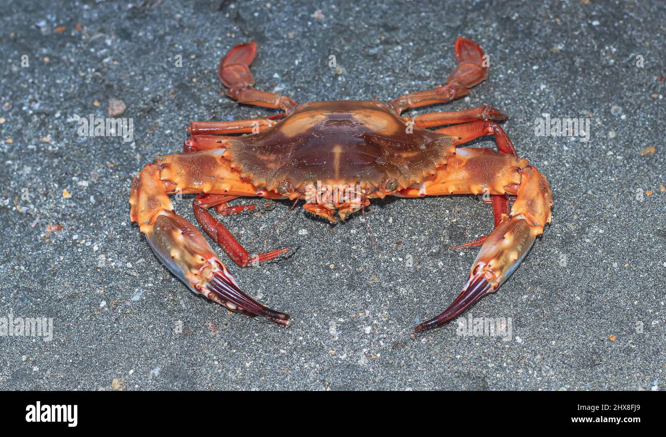 Nahaufnahme und selektiver Fokus auf rote Sandkrabben auf Sonadia Island, Kutubjom Union, Bangladesch. Rote Krabbe am Strand. Stockfoto