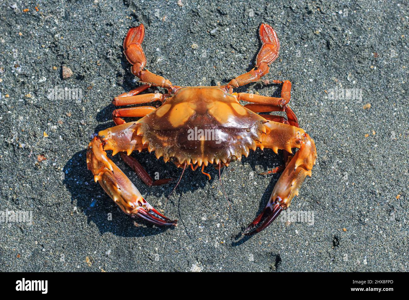 Nahaufnahme und selektiver Fokus auf rote Sandkrabben auf Sonadia Island, Kutubjom Union, Bangladesch. Rote Krabbe am Strand. Stockfoto
