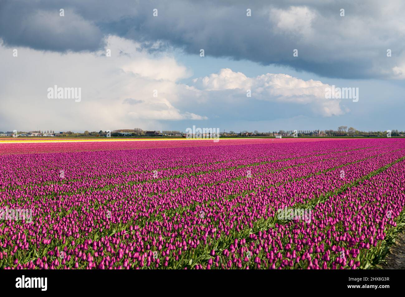 Dunkle Wolken eines schweren Gewitters, die im Frühjahr auf der Insel Goeree-Overflakkee in den Niederlanden über einem Tulpenfeld mit violetten Blüten hingen. Stockfoto