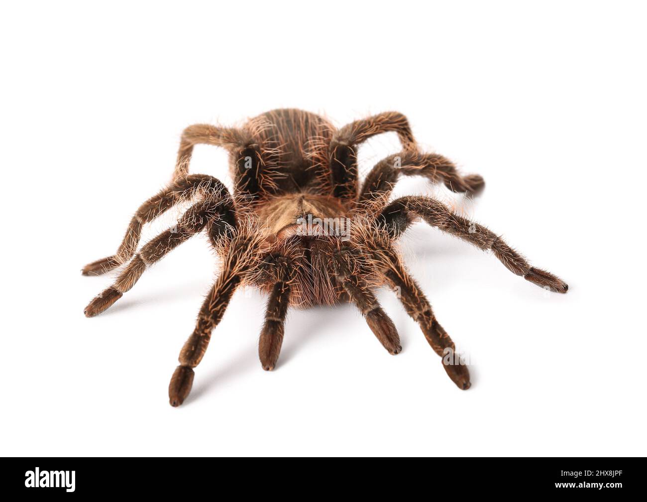 Gruselige Tarantula-Spinne auf weißem Hintergrund Stockfoto