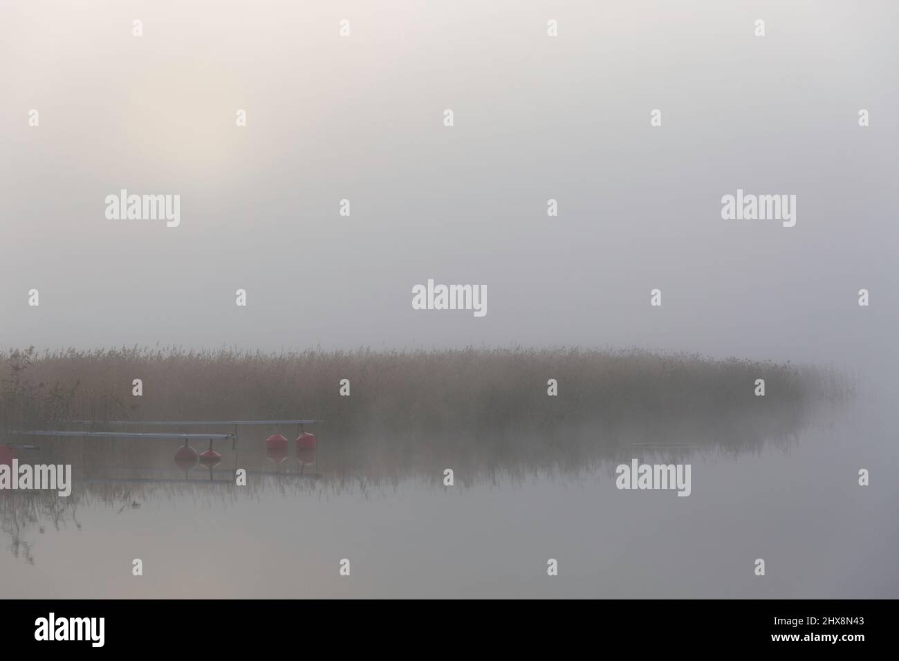 Schilf im nebligen See Stockfoto