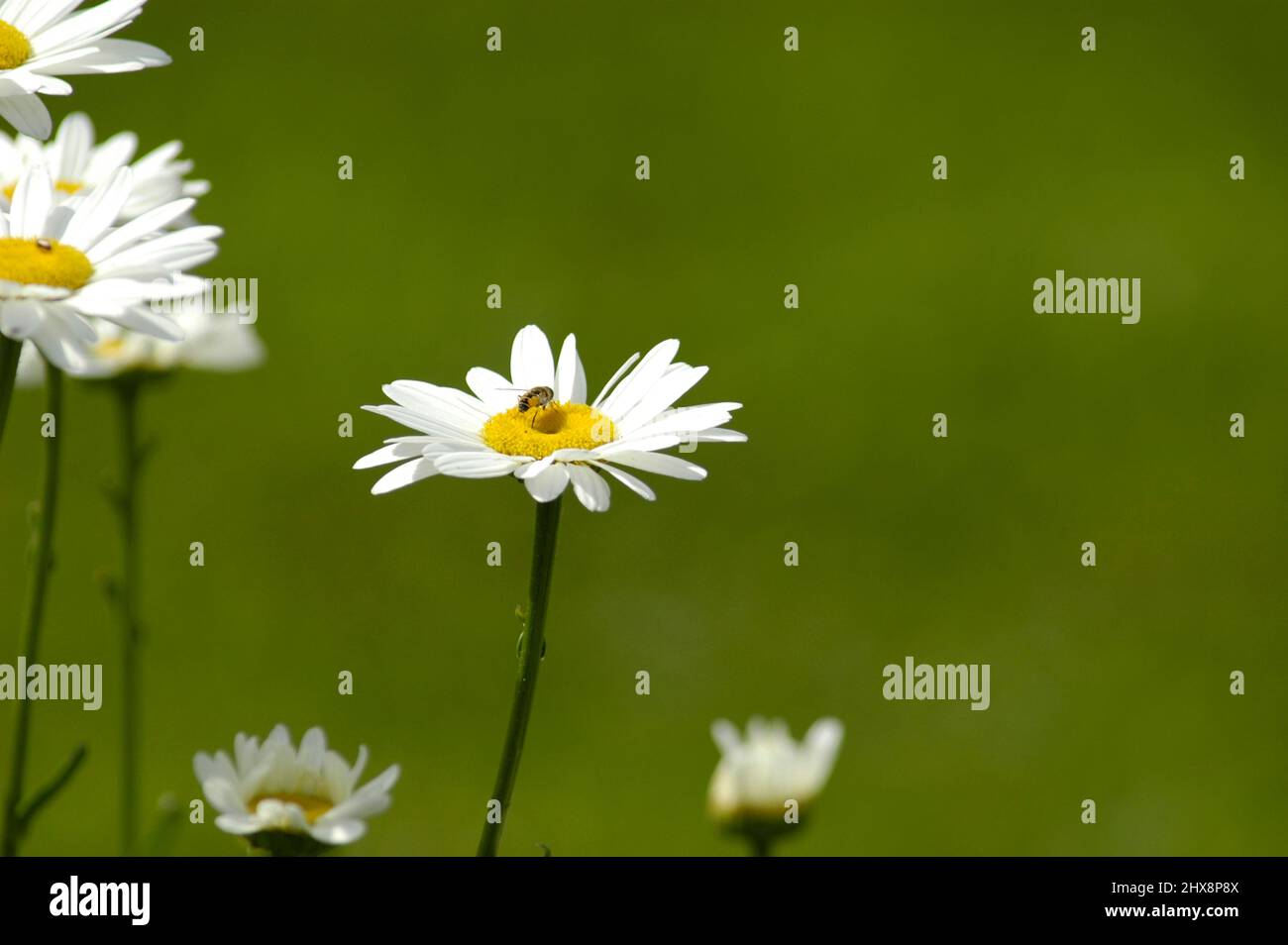 Kleine weiße Blumen wachsen im Garten Stockfoto