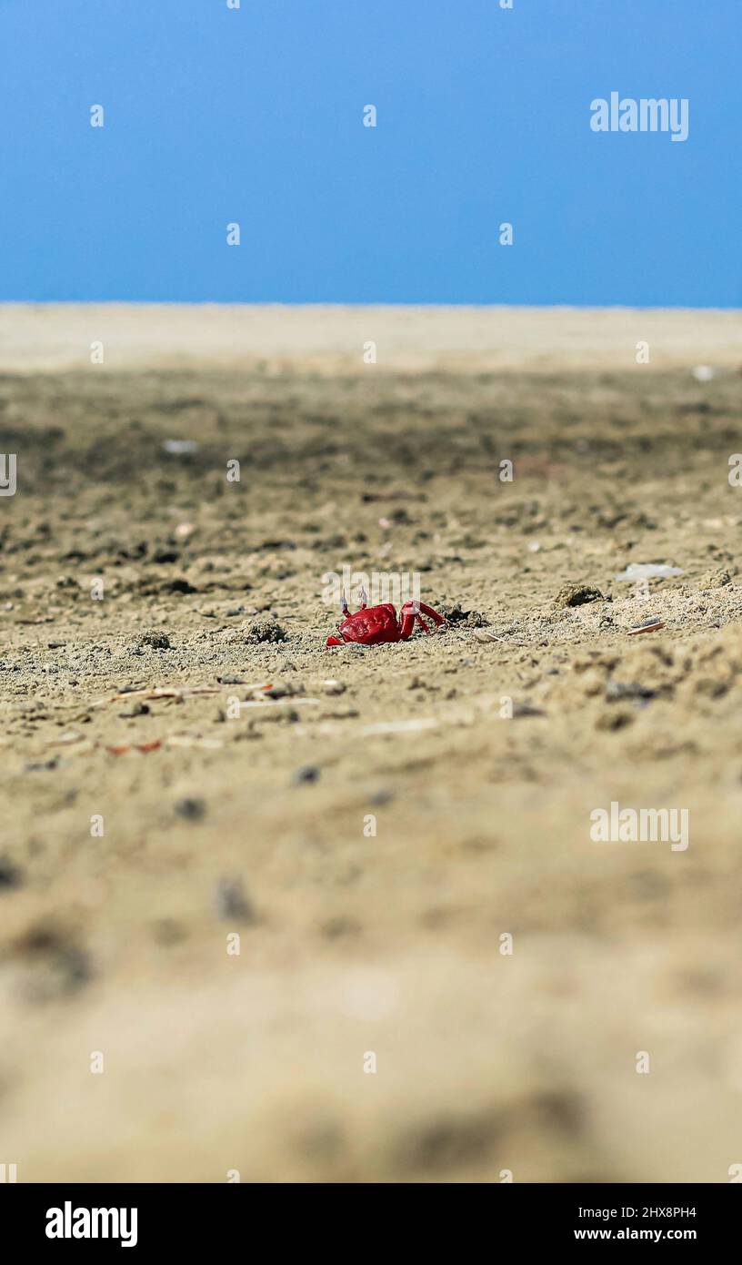 Grabungsloch für rote Geisterkrabben auf Sonadia Island, Kutubjom Union, Bangladesch. Red Land Crab/Fire-Red Crab am Strand. Stockfoto