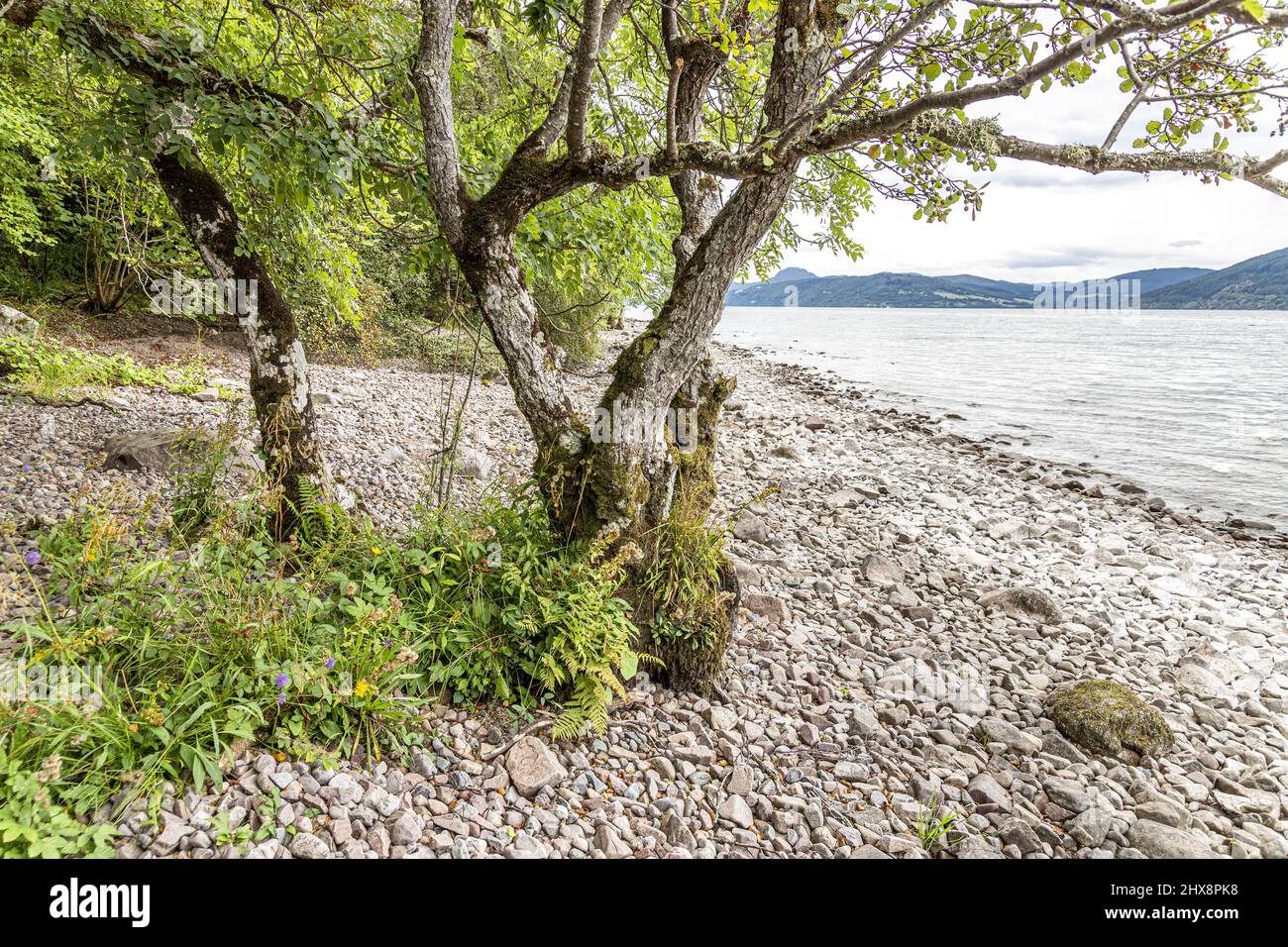 Die felsige Küste von Loch Ness in der Nähe von Dores, Highland, Schottland, Großbritannien. Stockfoto