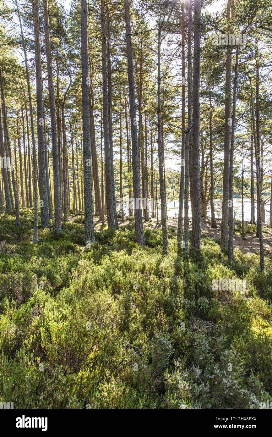 Schottische Kiefern im Abernethy National Nature Reserve am Ufer des Loch Garten, Highland, Schottland, Großbritannien. Stockfoto