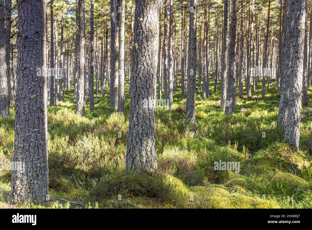 Ein Wald aus schottischen Kiefern im Abernethy National Nature Reserve in der Nähe von Loch Garten, Highland, Schottland, Großbritannien. Stockfoto